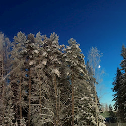 Wintery scene with trees filled with snow and the moon in the background on a blue sky.
